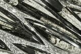 Polished Fossil Orthoceras (Cephalopod) Plate - Morocco #359666-1